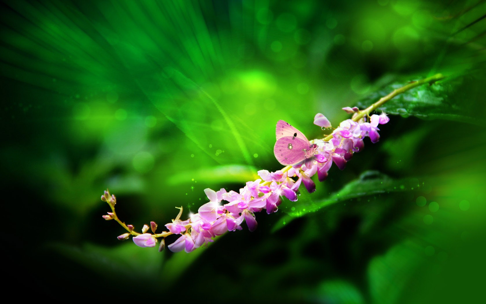 雨露清新桌面壁纸